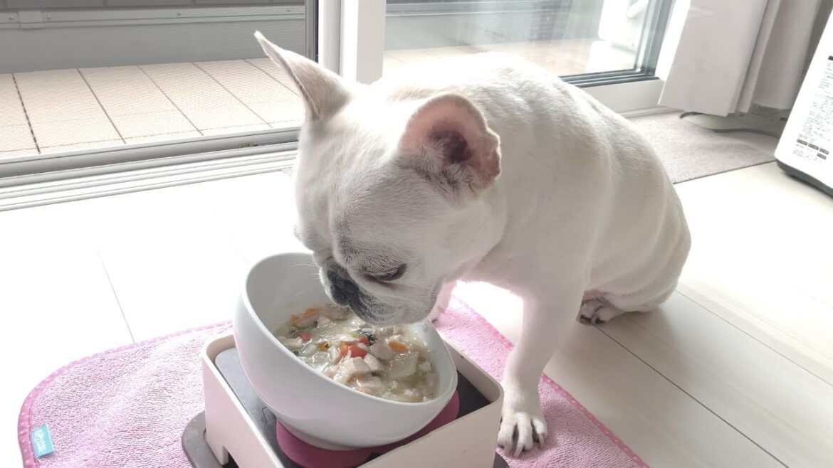 １秒でも早く食いつきたい犬が可愛いから見て！【フレンチブルドッグ frenchbulldog】