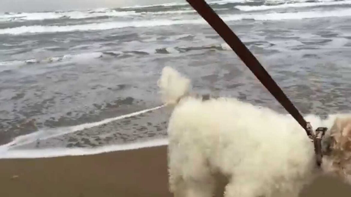 ワイヤーフォックステリア（ハリー）/ 千里浜　Wire Fox Terrier running along the Japan Sea