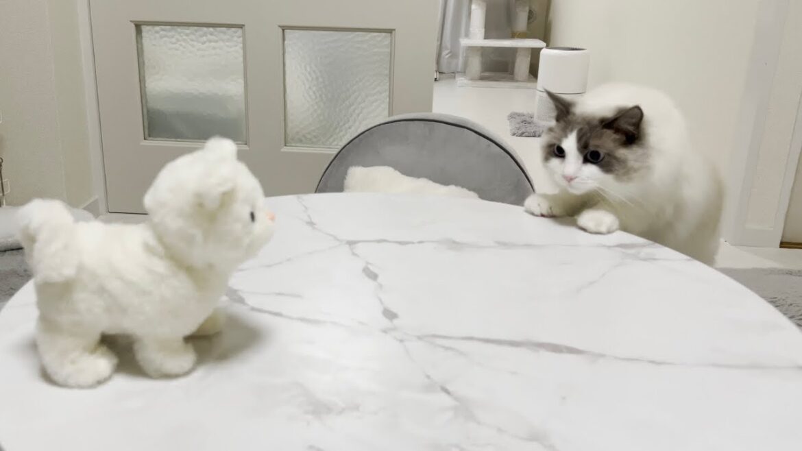 喋るぬいぐるみと対面したときのラグドール猫の反応がかわいすぎた…笑