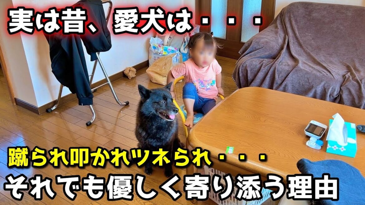 甲斐犬が、ヤンチャすぎる２歳に優しく接する理由【甲斐犬一休と猫のしずく】