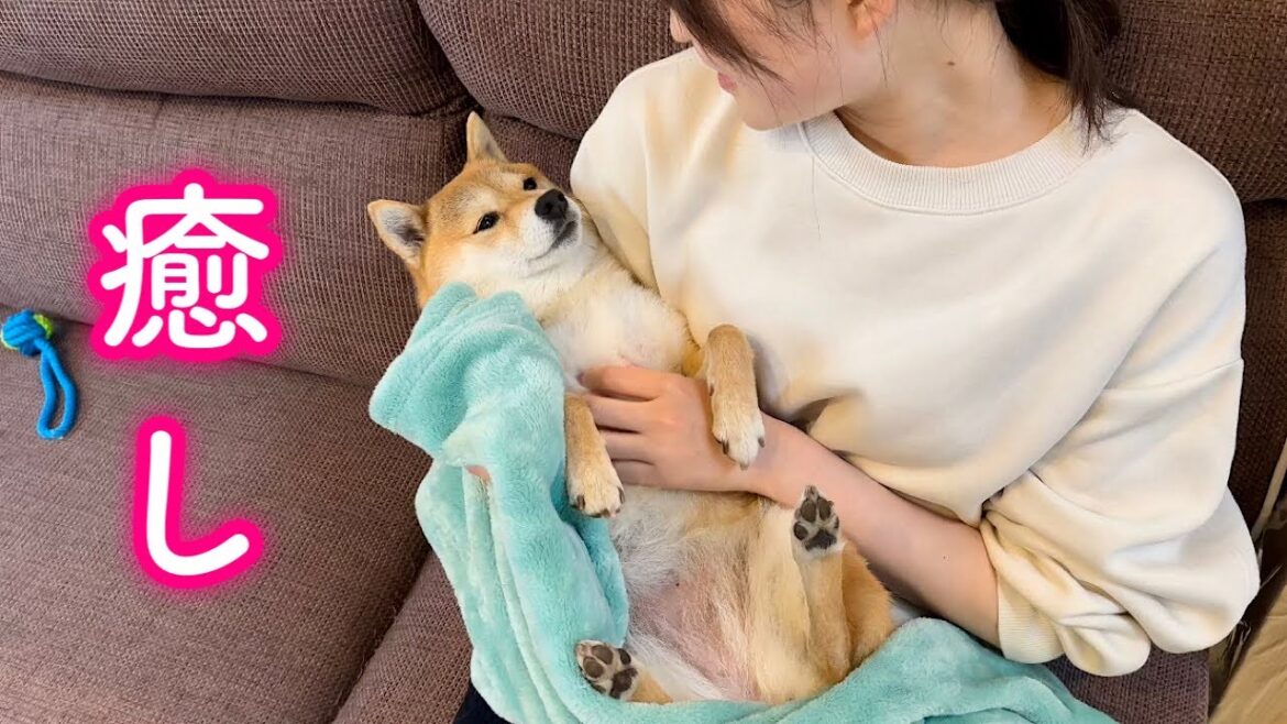ママに抱っこされて腕の中で寝そうになる赤ちゃんみたいな柴犬が可愛い