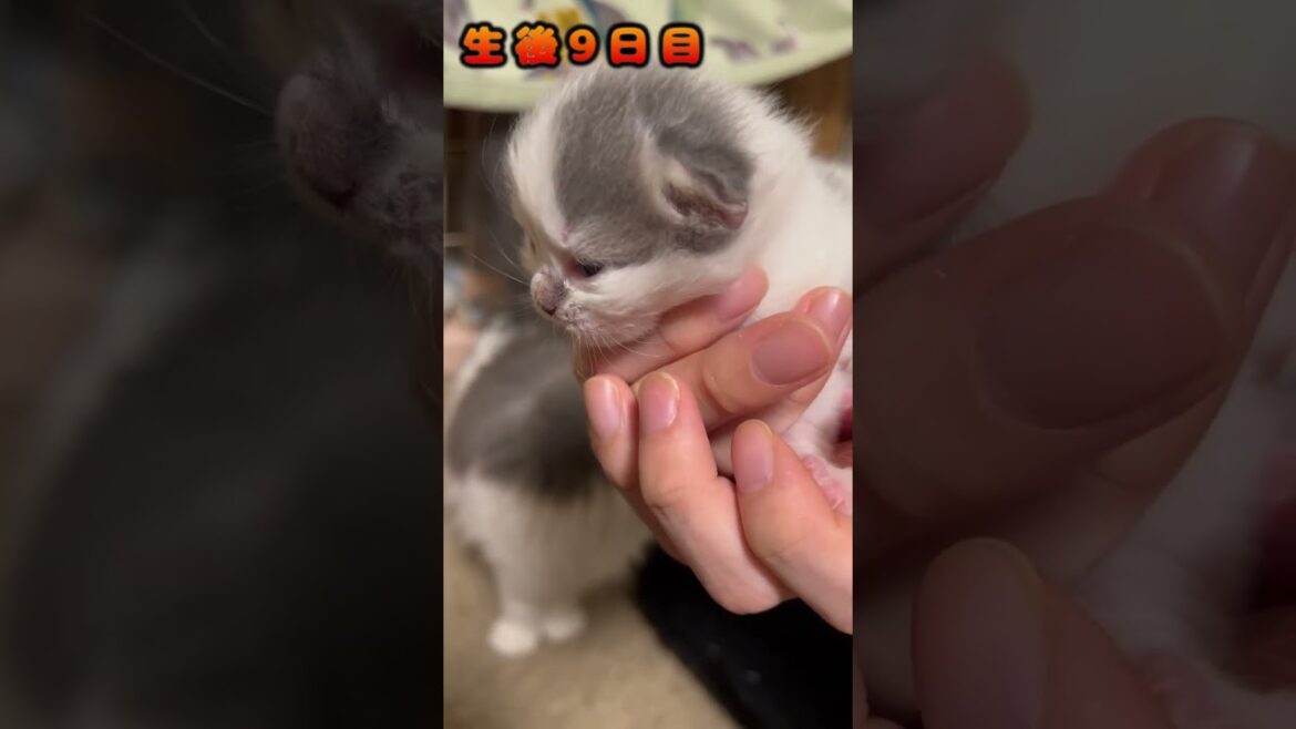 【開眼】遂に目が開きました #shorts #ラガマフィン #子猫 【開眼】遂に目が開きました #shorts #ラガマフィン #子猫
