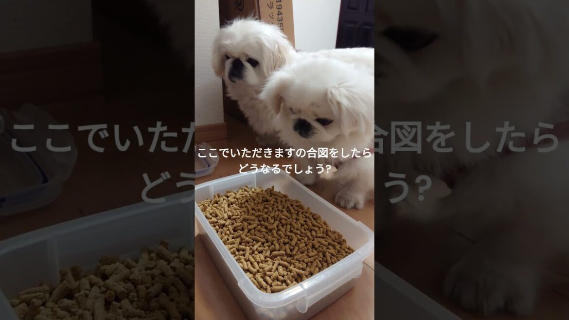 ペキニーズ（犬）フードの食べ放題に戸惑うわんこ達 #shorts #ペキニーズ #犬 #pekingese #dog
