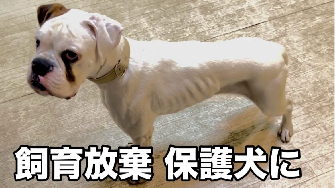 【ボクサー】それでも人を信じ続ける犬達に幸せを　里親探しの始まりです！　　　#犬