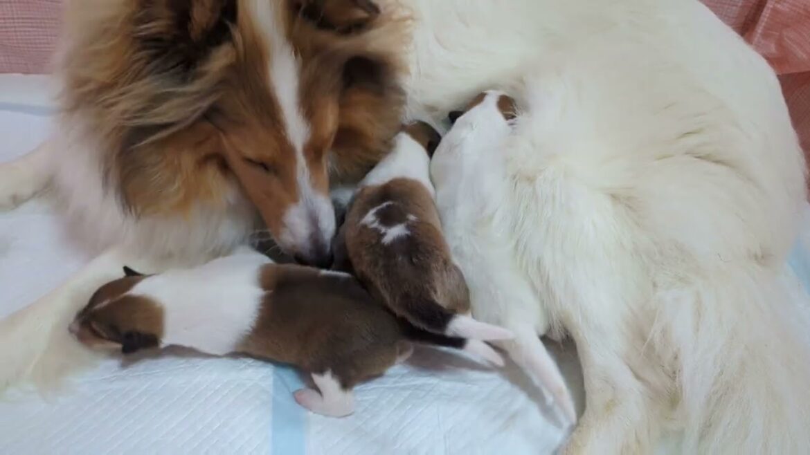 ラフコリーMotherlakecollies　チコの子犬達　生後8日目　20240520