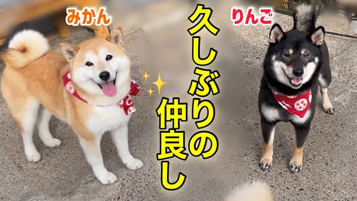 仲違いしていた柴犬たちが和解しました！