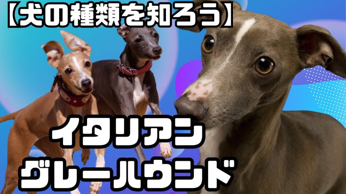 【犬の種類を知ろう】イタリアン・グレーハウンド