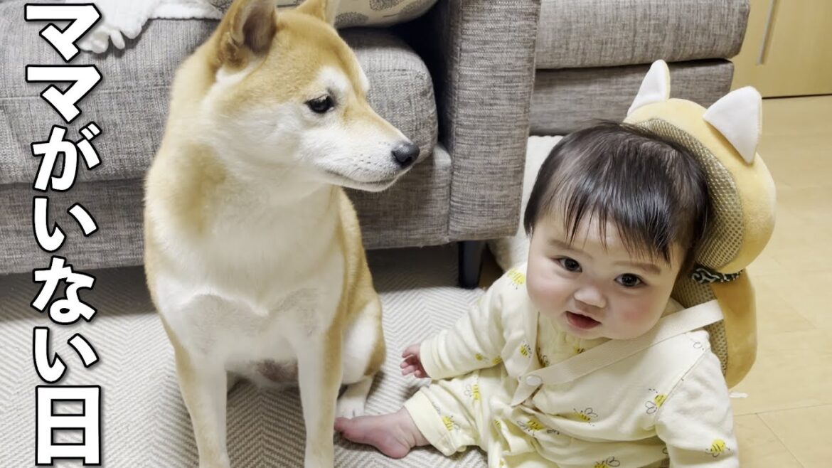 赤ちゃんと柴犬と３人で初めてのお留守番したらカオスだった件