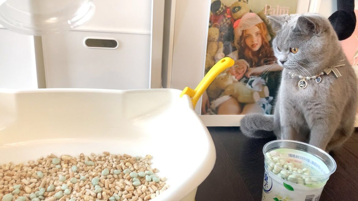 トイレの消臭対策をしたら…【シャルトリュー】 トイレの消臭対策をしたら…【シャルトリュー】