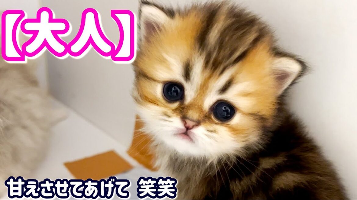 【子猫の成長記録】ペルシャの子猫ちゃんがもう大人な対応をしている件 ∼猫のいる生活Vol.446∼ 出産動画 マンチカン短足・ミヌエット・ペルシャ猫専門ブリーダー『ペット蔵人』