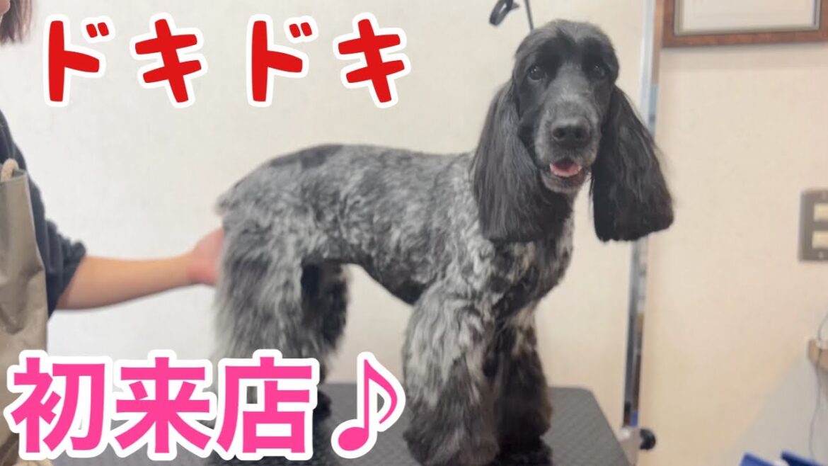 サロン初来店のイングリッシュコッカースパニエル！（ルイくん）