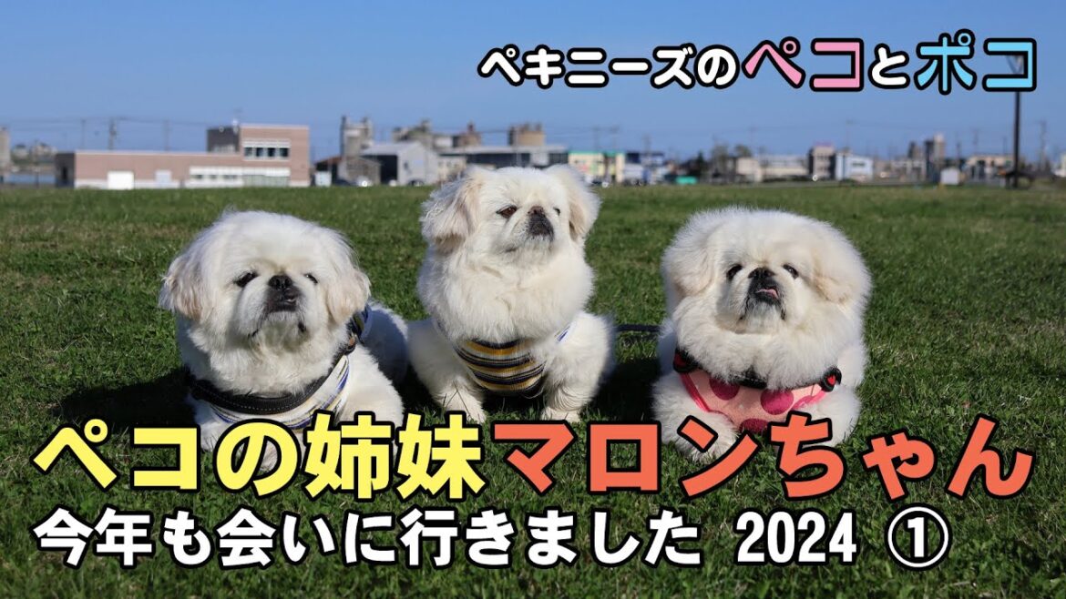ペキニーズ（犬）ペコ 7歳・ポコ 6歳★ペコの姉妹マロンちゃん 今年も会いに行きました 2024 ①
