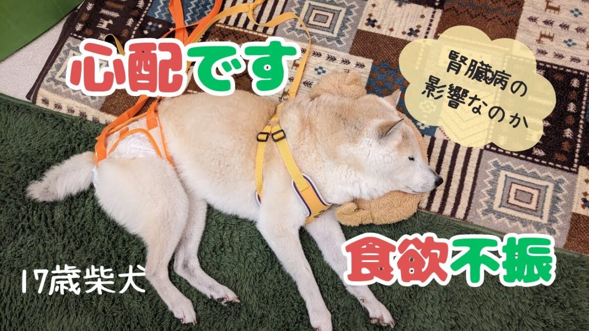 【17歳 柴犬】腎臓病が悪化？ご飯を食べなくなってきました。お水も飲みません｜老犬介護｜慢性腎臓病