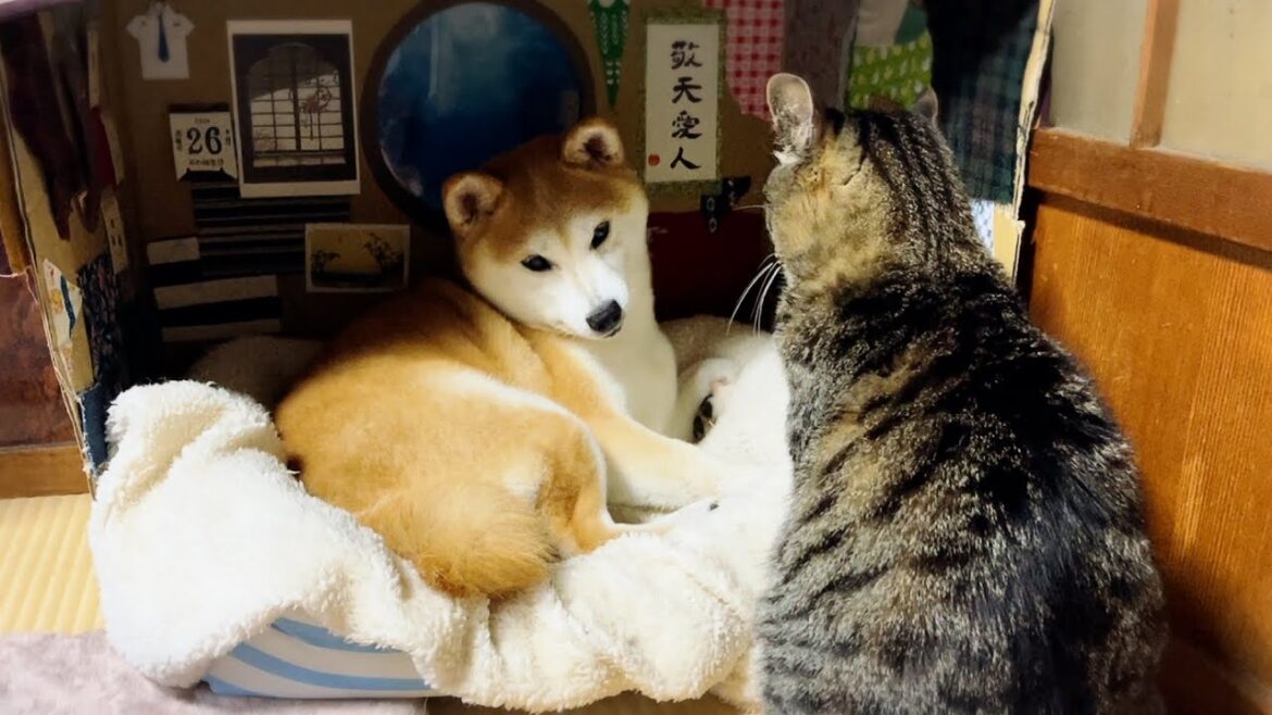 雨なので堂々とお散歩をサボっている柴犬〜伝説の池〜　My dog ​​wants to relax at home on rainy day