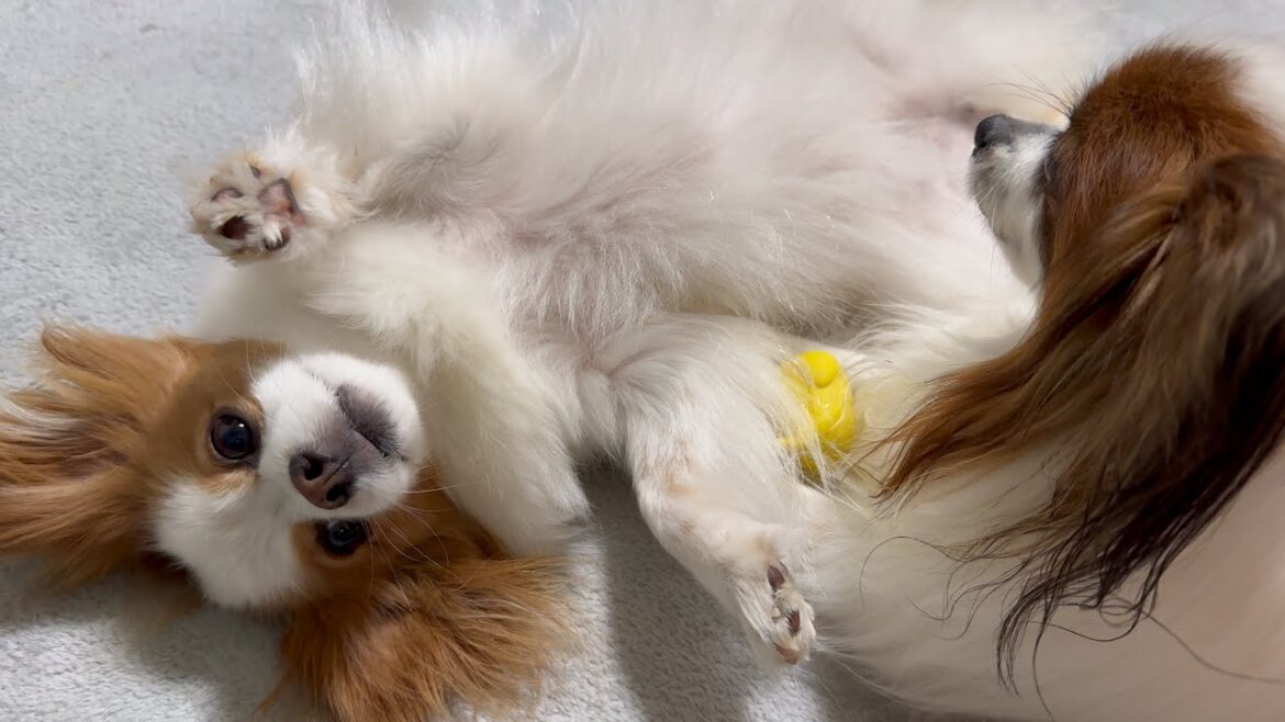 毎日1回ひよこのおもちゃを取り合う犬たち