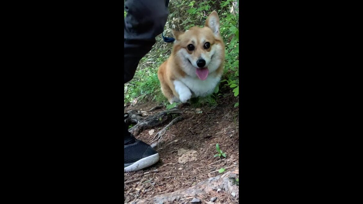 山道を登るコーギー / Corgi walking on a mountain path #corgi #サクラ #corgi