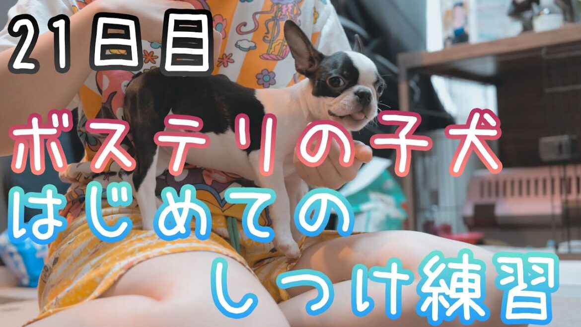 【21日目】ボストンテリアの子犬が挑む！はじめてのしつけ練習 基礎編