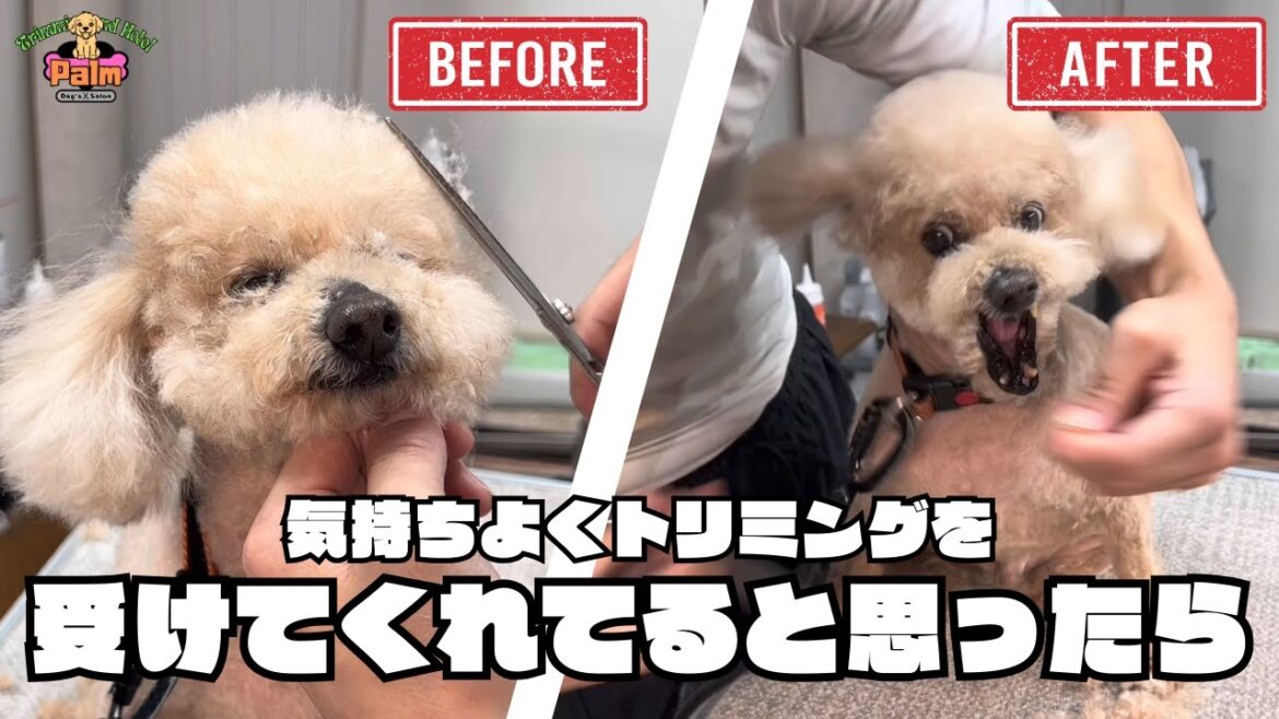緊張の噛み犬トリミング４回目！不意をつくトイプードル