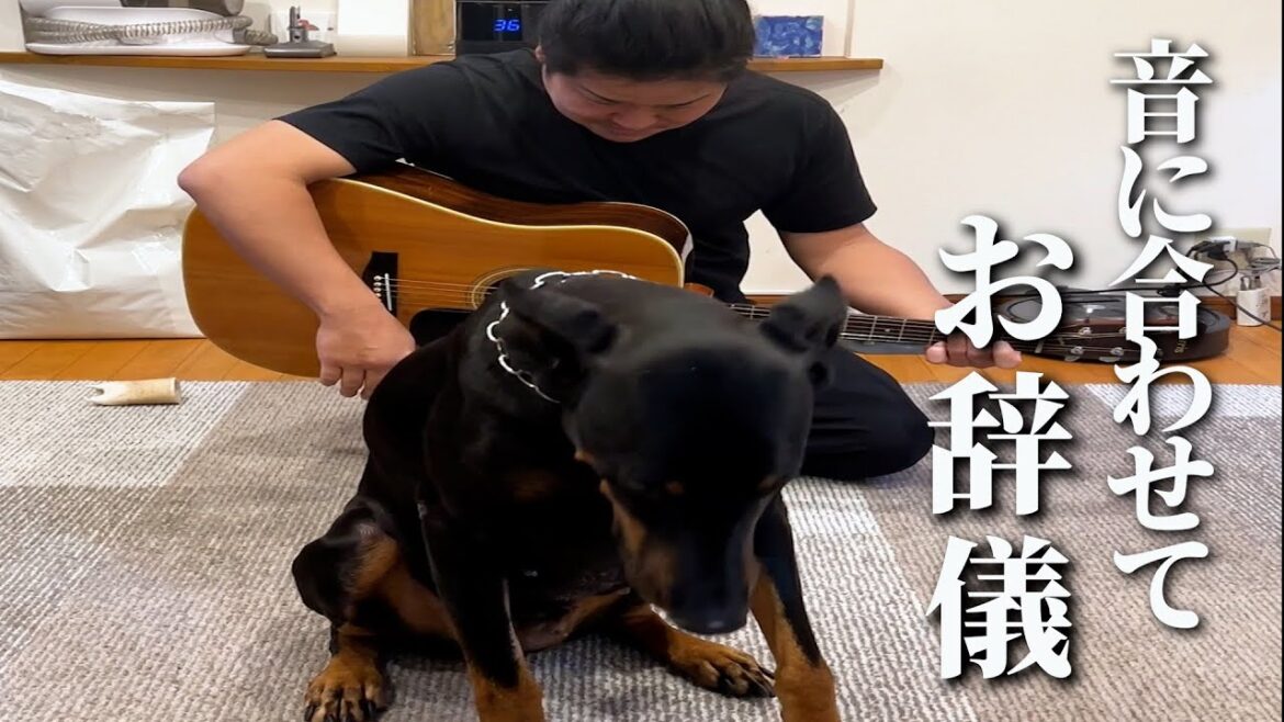 一発芸！天才過ぎるドーベルマン