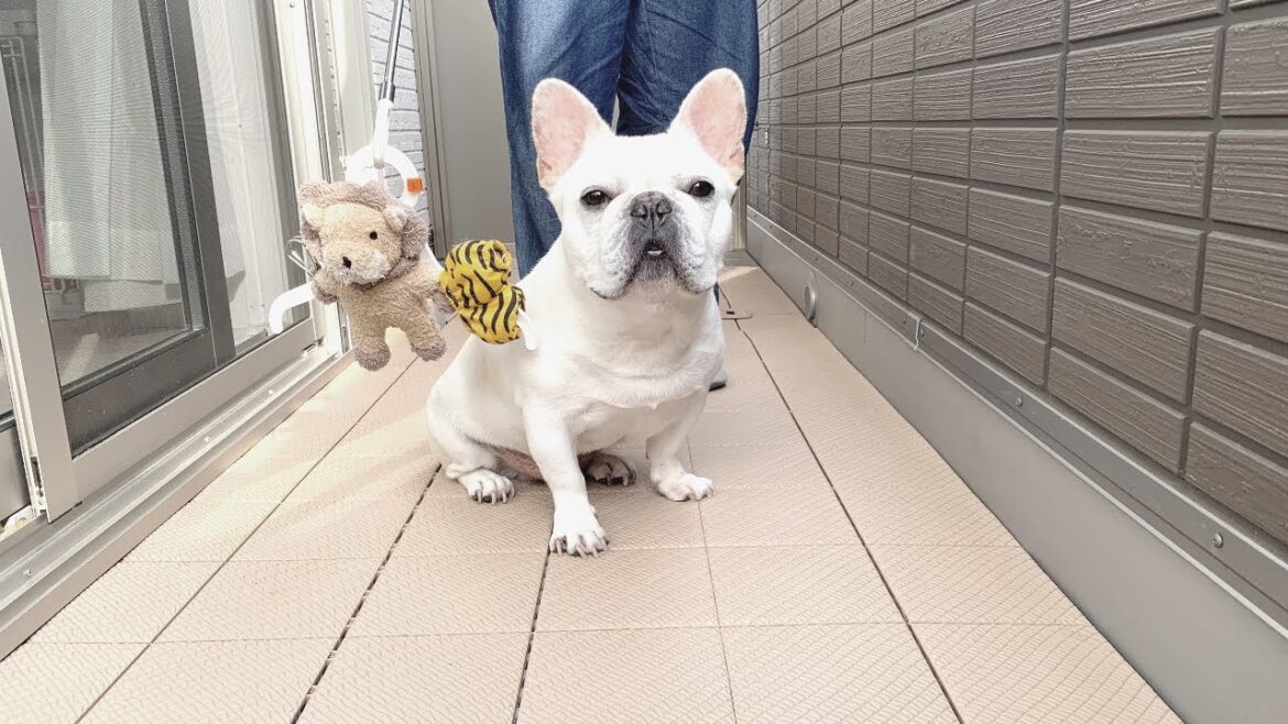 大事な嫁が奪われて この不満げな顔www【フレンチブルドッグ frenchbulldog】