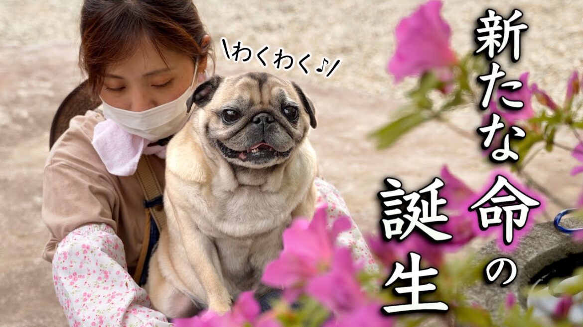 【ご報告】腫瘍検査の結果/新しい命が誕生しました/小さな戦士たち/PUG LIFE 【ご報告】腫瘍検査の結果/新しい命が誕生しました/小さな戦士たち/PUG LIFE