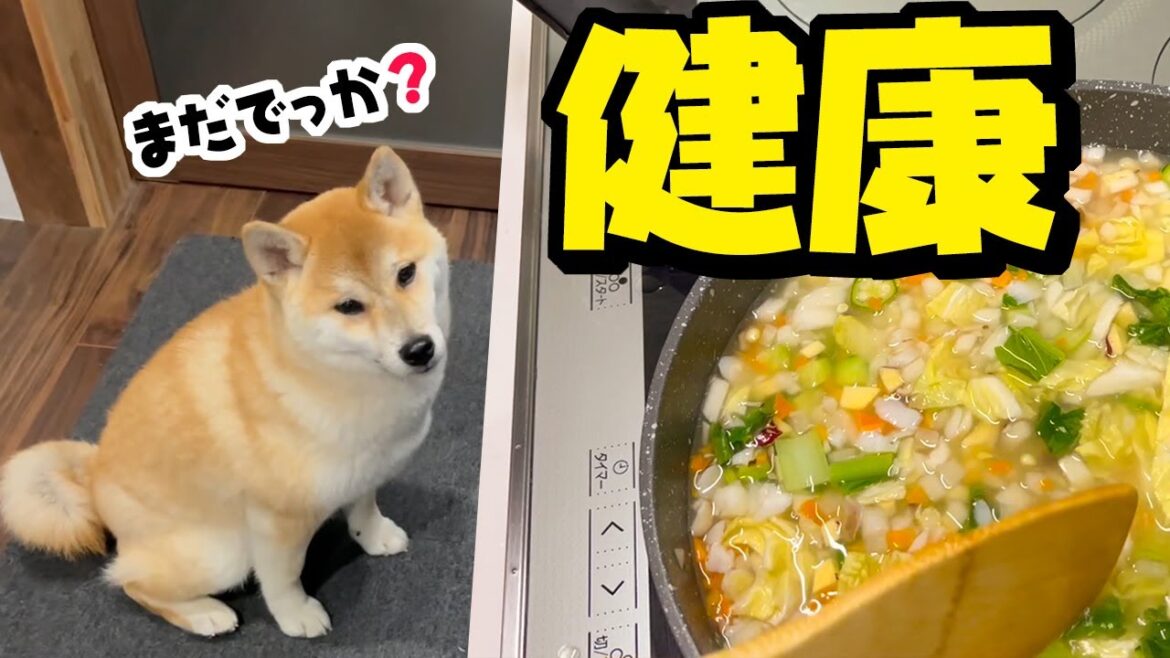 柴犬姉妹に手作りごはんを作ったら待ちきれない柴犬が可愛い