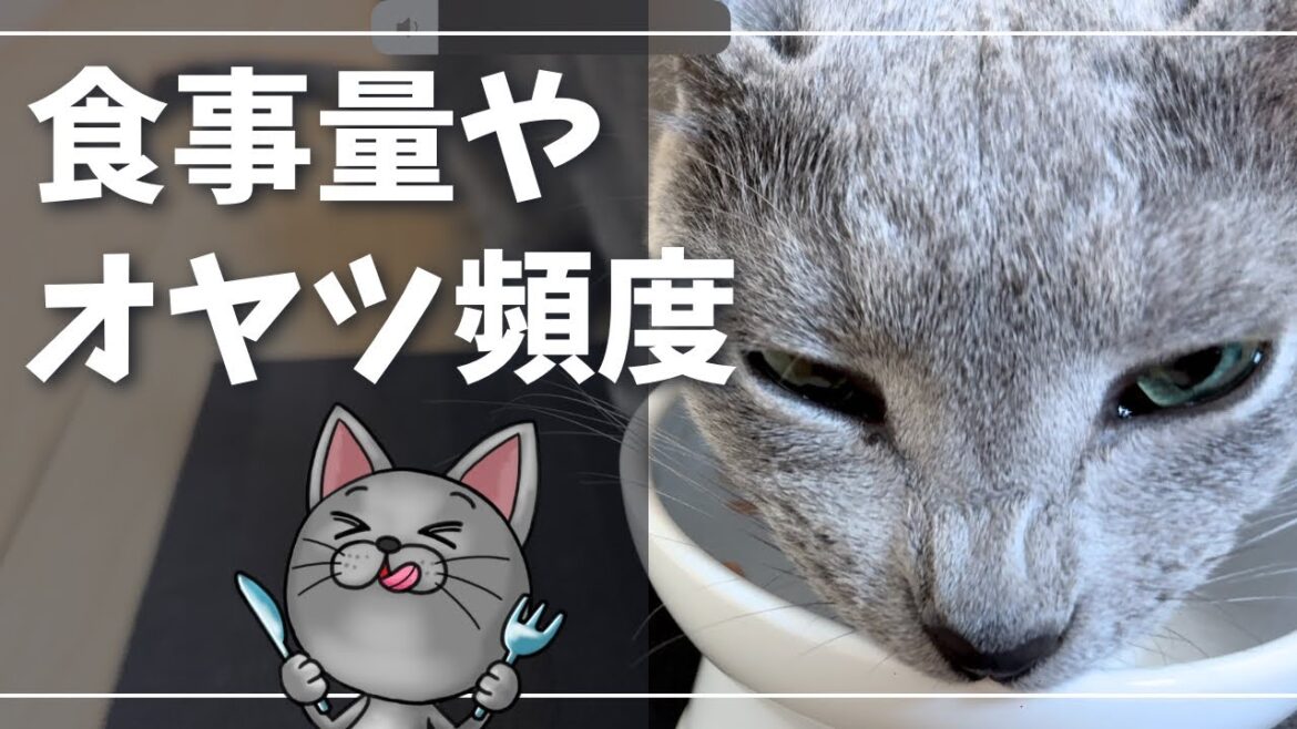 驚きの爆食猫、個体差ありとはいうものの…【ロシアンブルー】