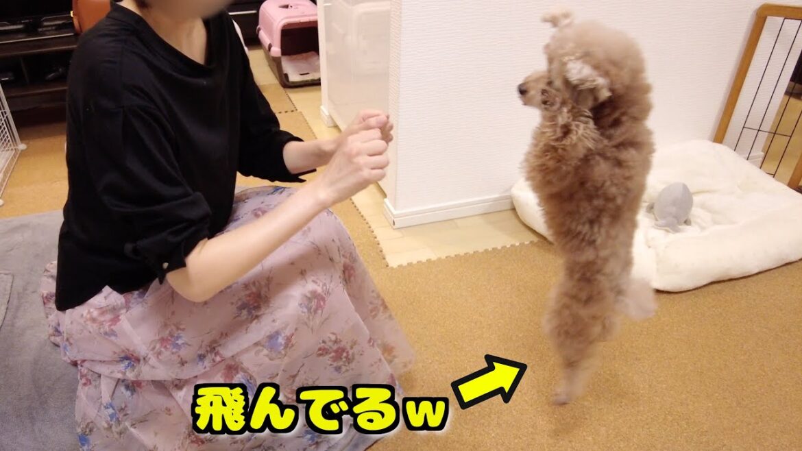 ご褒美ガムが楽しみすぎてついに愛犬が飛びながら前進してきましたｗ