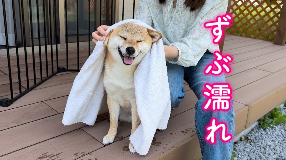 夏でもないのにずぶ濡れになるまで遊んでヘトヘトになる柴犬が可愛い