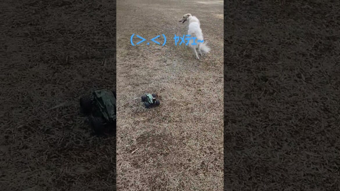 車に引かれる ボルゾイ🐶💥🚘Borzoi being pulled by a car