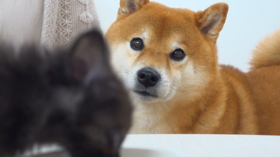 まさかの逆転！子猫が柴犬ママ&パパを圧倒する瞬間。