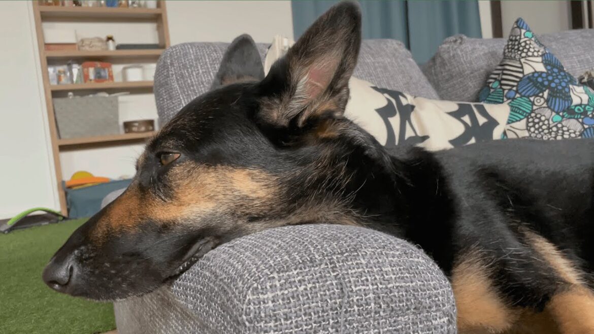愛犬が軽度の熱中症になった時の様子【ジャーマンシェパード】