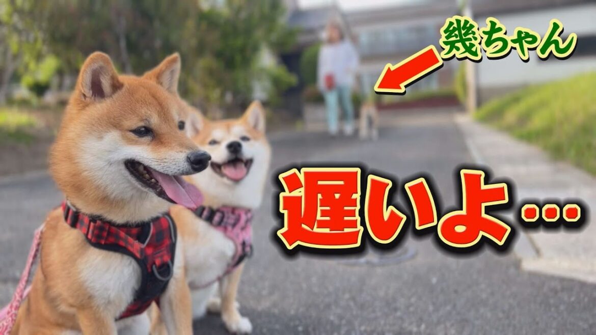 暖かくなると、ぽっちゃりな柴犬はこうなる・・・ 暖かくなると、ぽっちゃりな柴犬はこうなる・・・