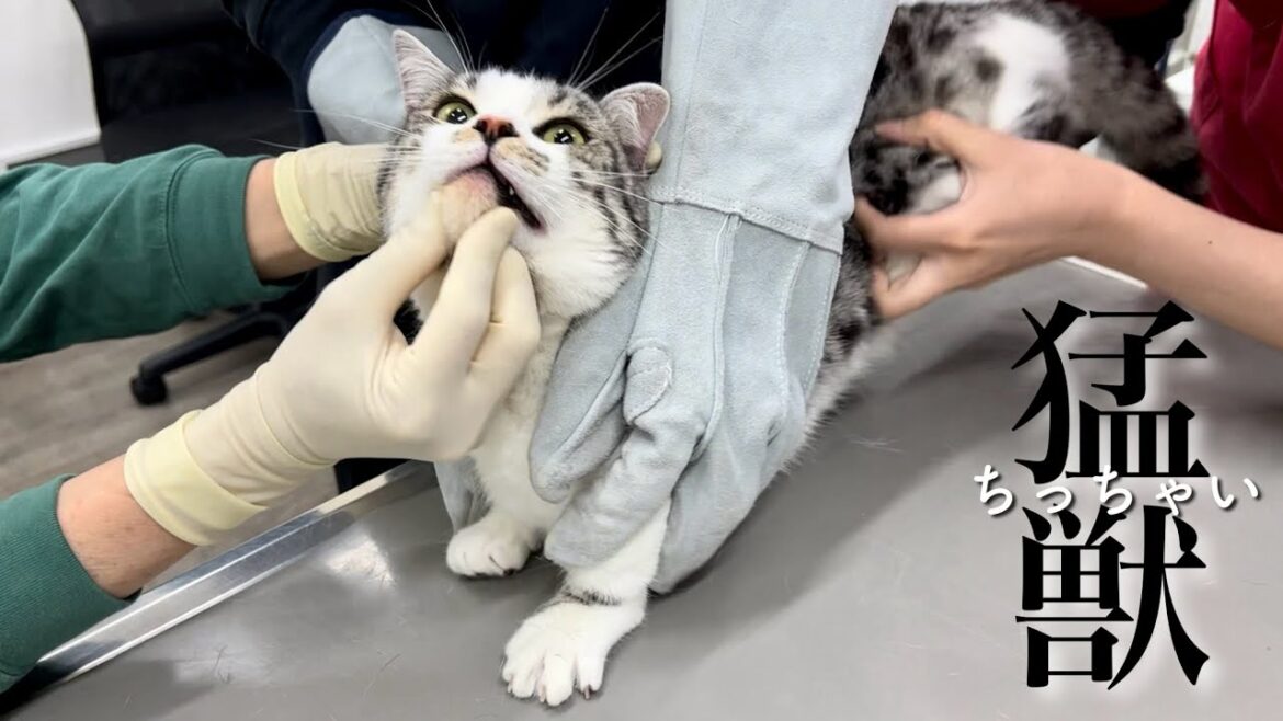 動物病院なんて大嫌い‼︎暴れるジェネッタ(マンチカン×ベンガル猫)