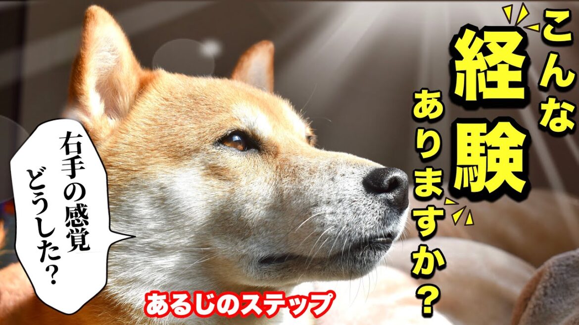 柴犬こむぎと忘却のエレクトリカルパレード【あるじのステップ】