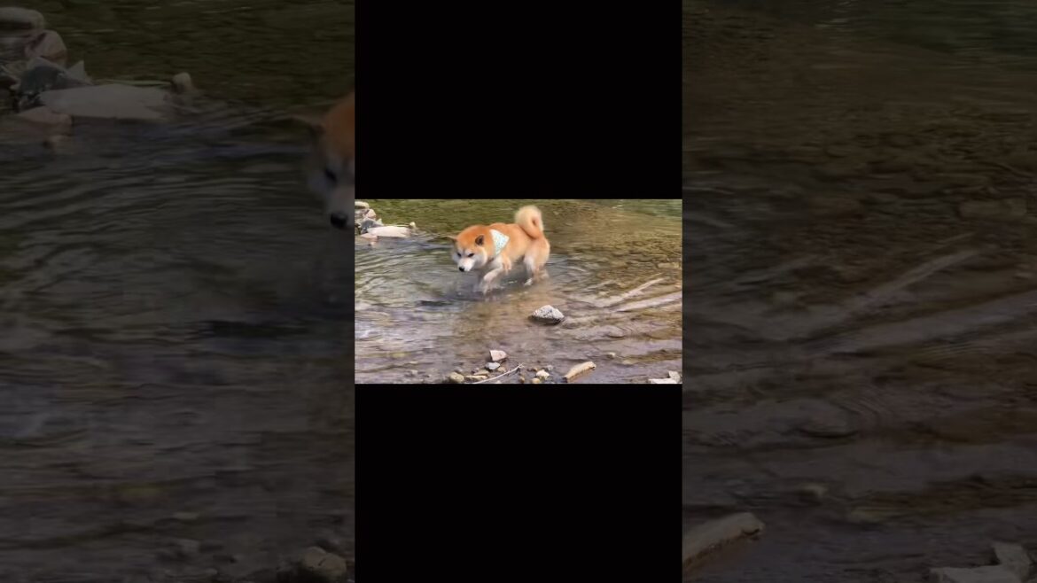 結局泳いだの？… #柴犬 #shiba