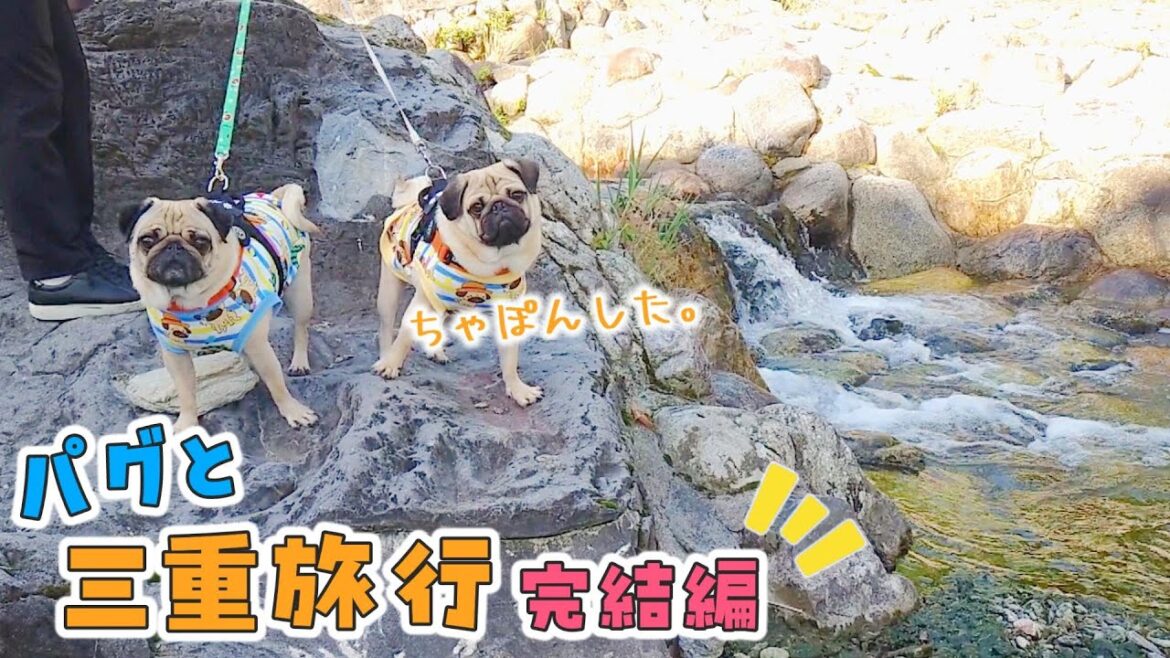 朝から川に散歩しに行ったらパグ達よりも母がノリノリでひやひやした旅行最終日｜わんマルVISONにも寄りました★｜パグのぺろぽん兄弟pug犬｜