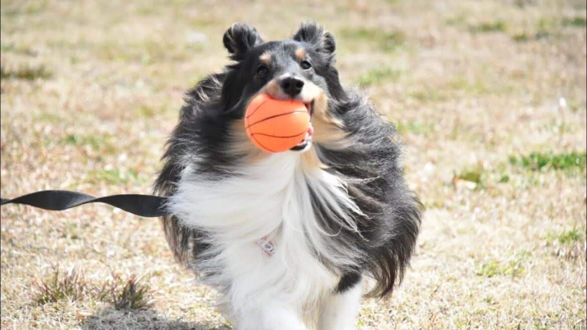 シェルティとお兄ちゃんの日常 Sheltie & Brother トライカラーのシェットランドシープドッグです。特徴は追いかけて走るのが大好き!抜け毛はお許しを! シェルティとお兄ちゃんの日常 Sheltie & Brother トライカラーのシェットランドシープドッグです。特徴は追いかけて走るのが大好き!抜け毛はお許しを!