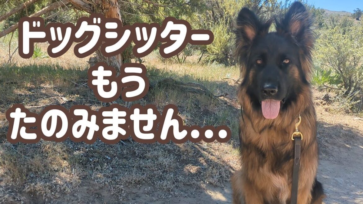 【ジャーマンシェパード】簡単なお願いが全く通じないドッグシッターさんに会いました。。。😞