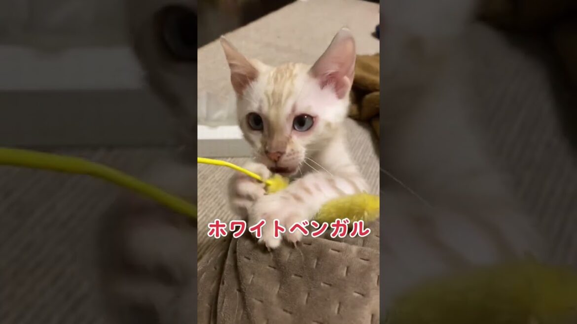 【子猫動画】ホワイトベンガル　生後3ヶ月半！　可愛くてごめん！　ベンガル猫　ネコ　ねこ　#cat #bengalcat
