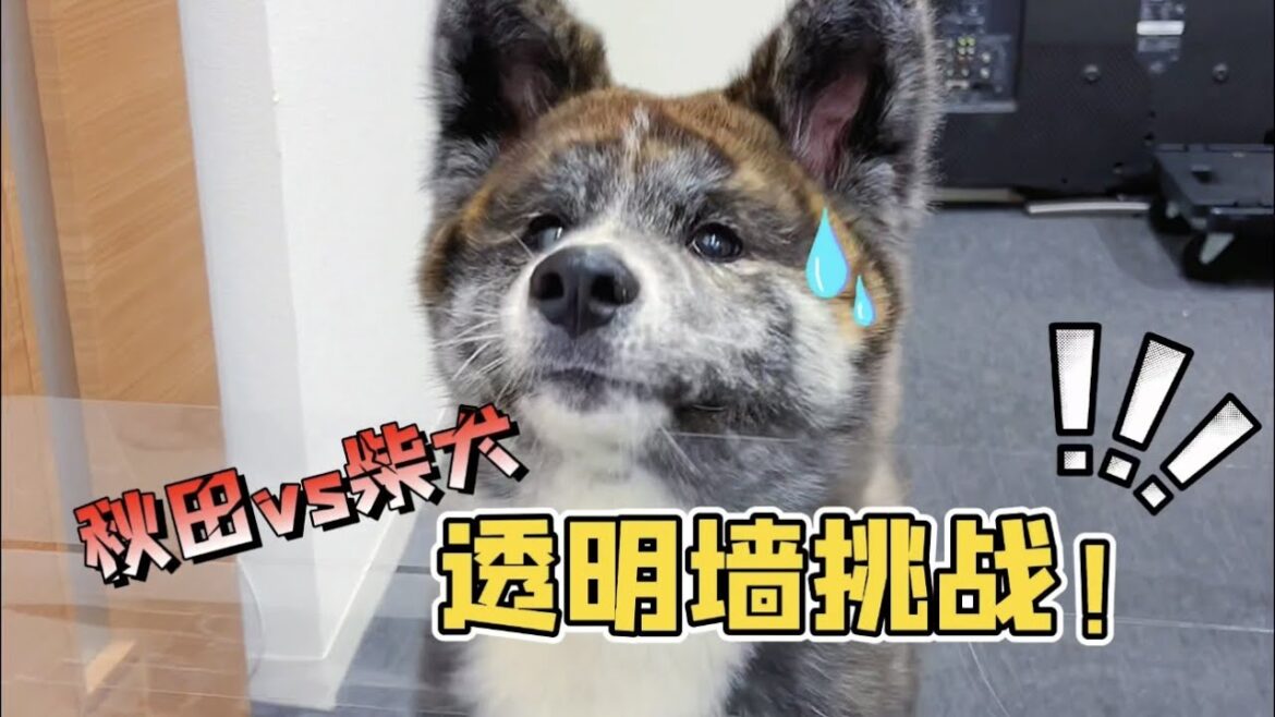 😂柴犬和秋田犬誰智商更高？！結局太意外難以接受！