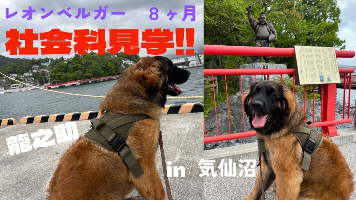 龍之助レオンベルガー8ヶ月、社会科見学!!