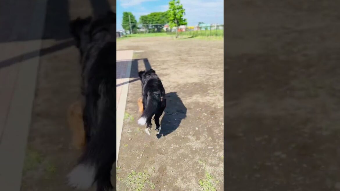 ドゥードルちゃんとドッグランを走るバーニーズマウンテンドッグ