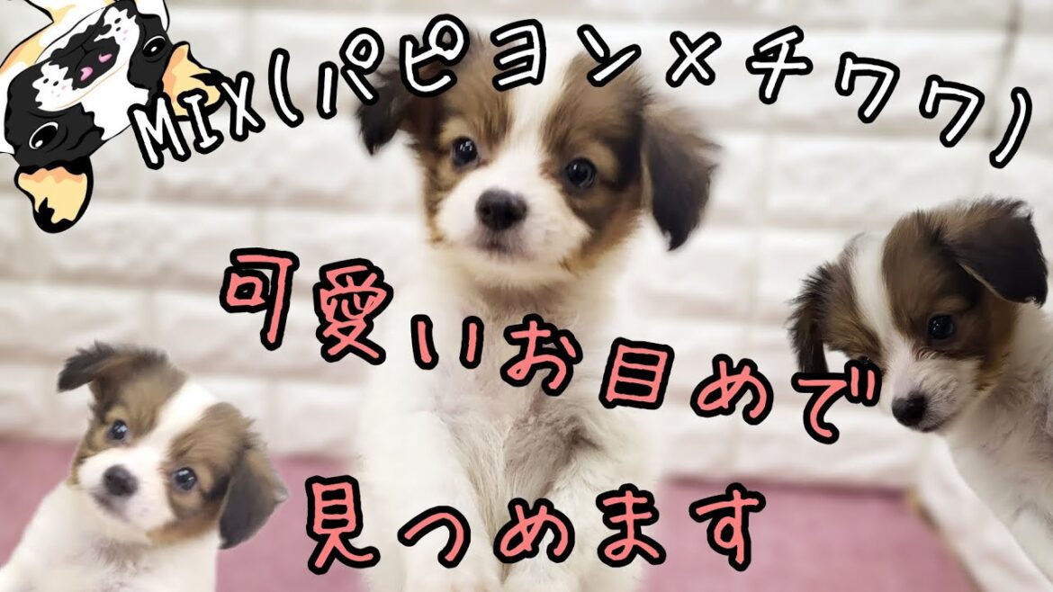ミックス犬・子犬(パピヨン×チワワ)【府中四谷店】