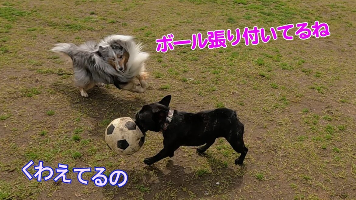 【シェルティ】だらけ17頭オフ会で愛犬が崩壊寸前かw＃シェルティ. #ブルーマール. ＃ドッグラン.＃Sheltie. ＃shetland sheepdog.＃銀色シェルティ・ルカ侍.
