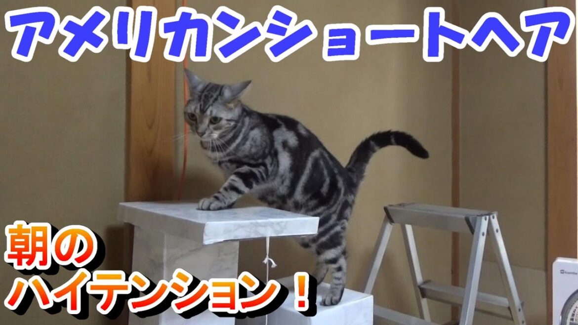 猫が朝に暴れるハイテンション！　（アメリカンショートヘア）