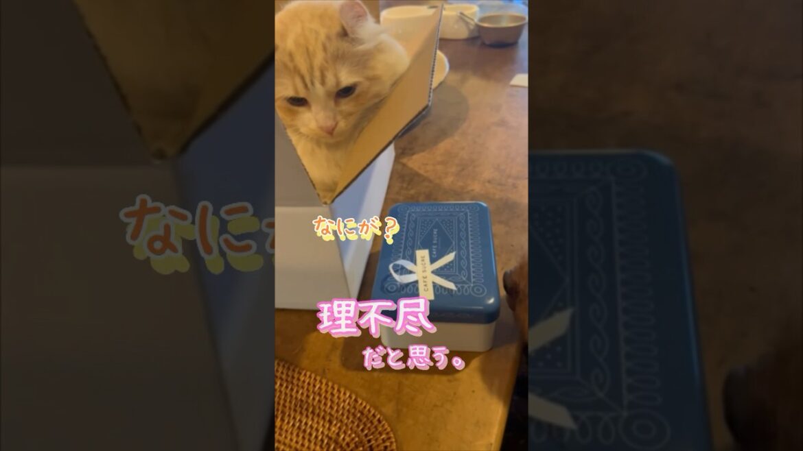 【キンカロー】理不尽を訴える犬猫【マンチカール】#猫 #キンカロー