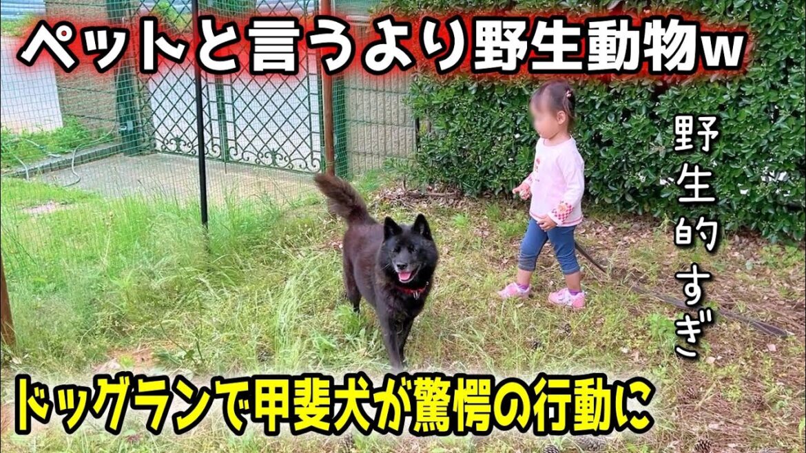 ドッグランで甲斐犬が見せた、あまりにも野生的すぎる行動【一休】【しずく】