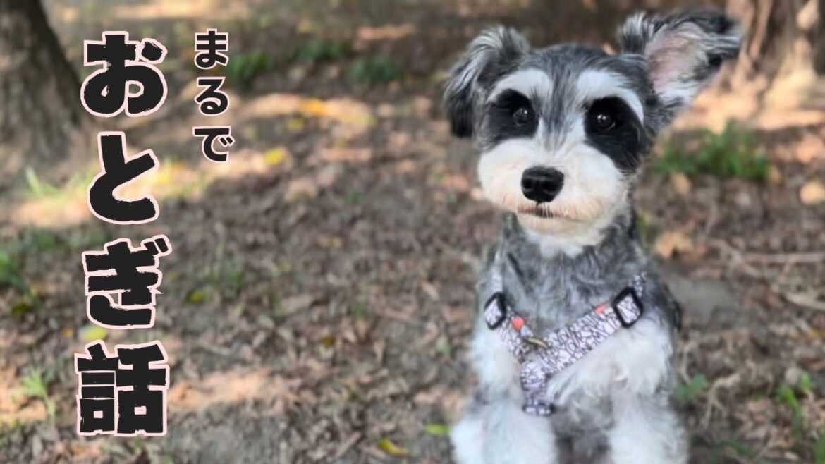 ドッグランで犬じゃない動物が遊んでくれた｜しゃべる犬モネVlog
