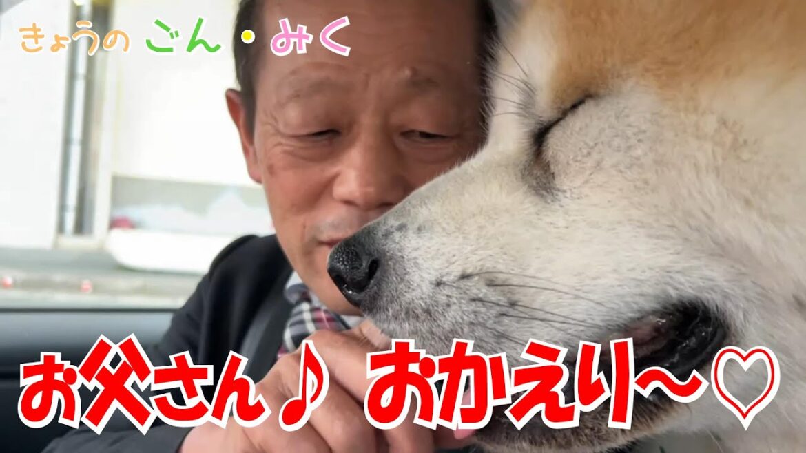お父さん♪おかえり～♡　今日のごん・みく♡　秋田犬【ごん・みく チャンネル】